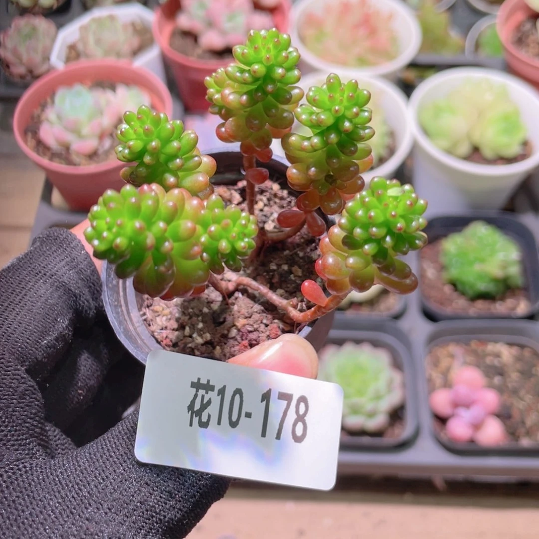 花利美10-178红色浆果