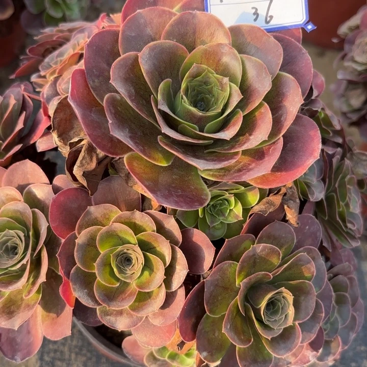 量拍一颗魅金玫瑰歪不包损36