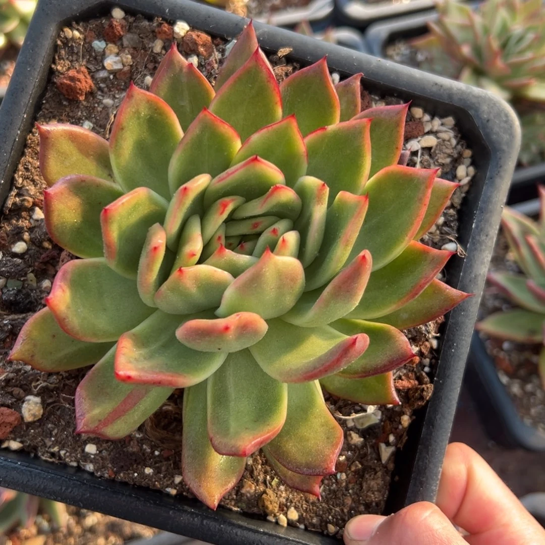 多肉植物一物一拍（87号）