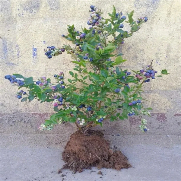 蓝莓树苗带土南方北方种植阳台盆栽地栽庭院耐寒