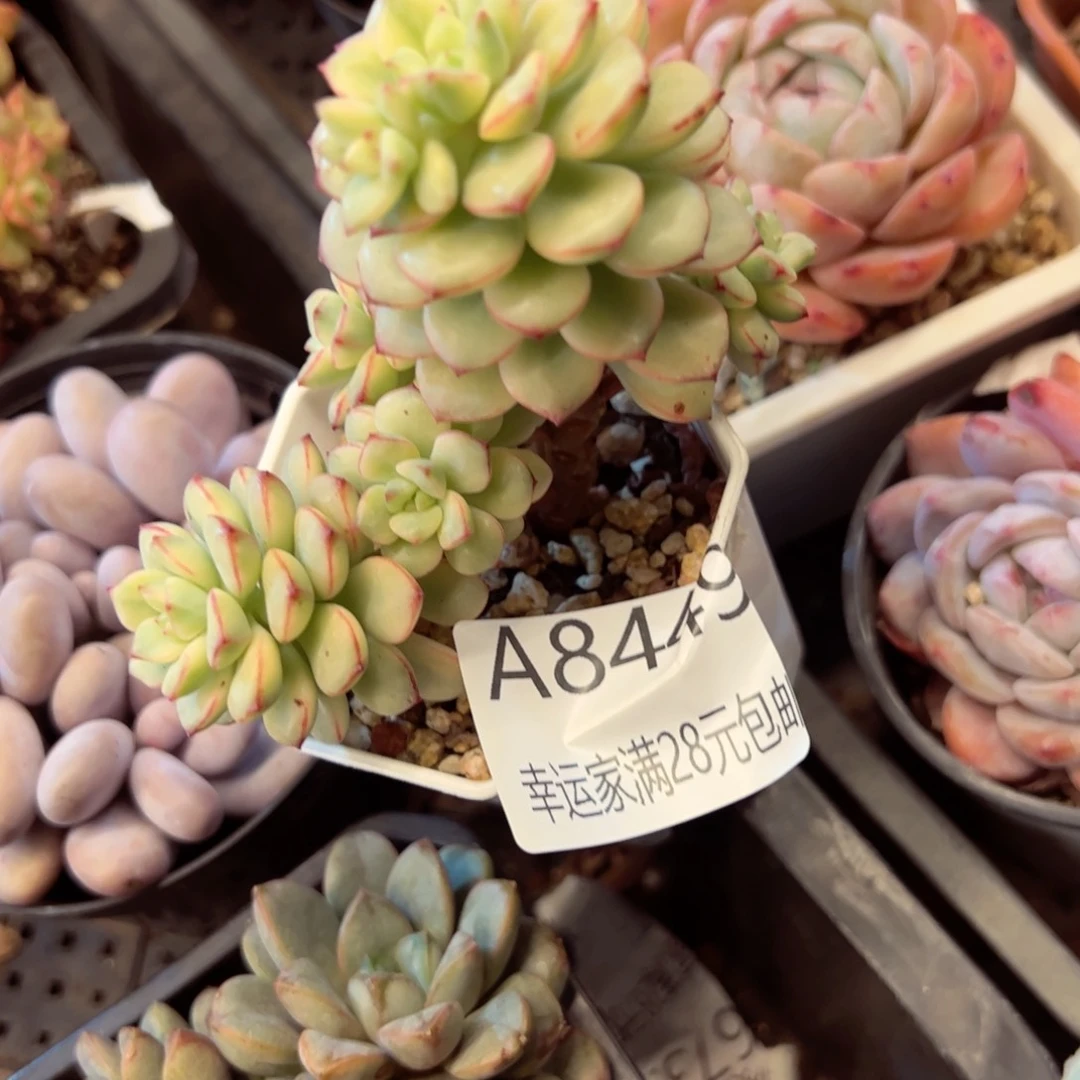 幸运的是我的朋友