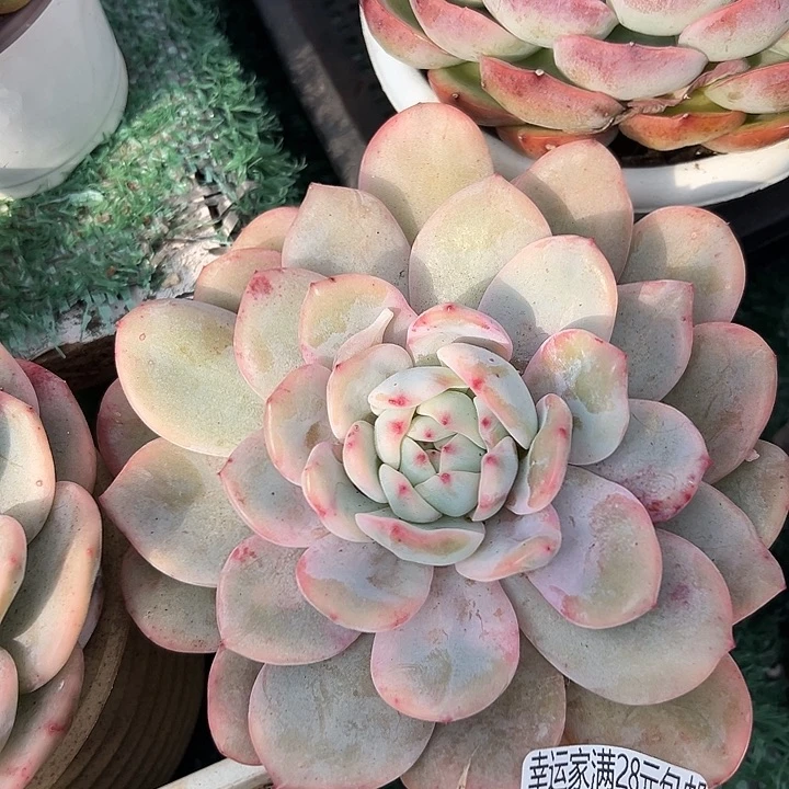 幸运的是我还没遇到