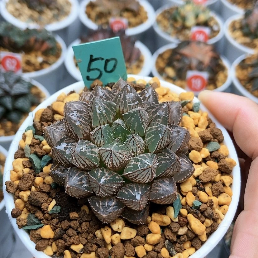 【闪购商品】哈**?50楼兰