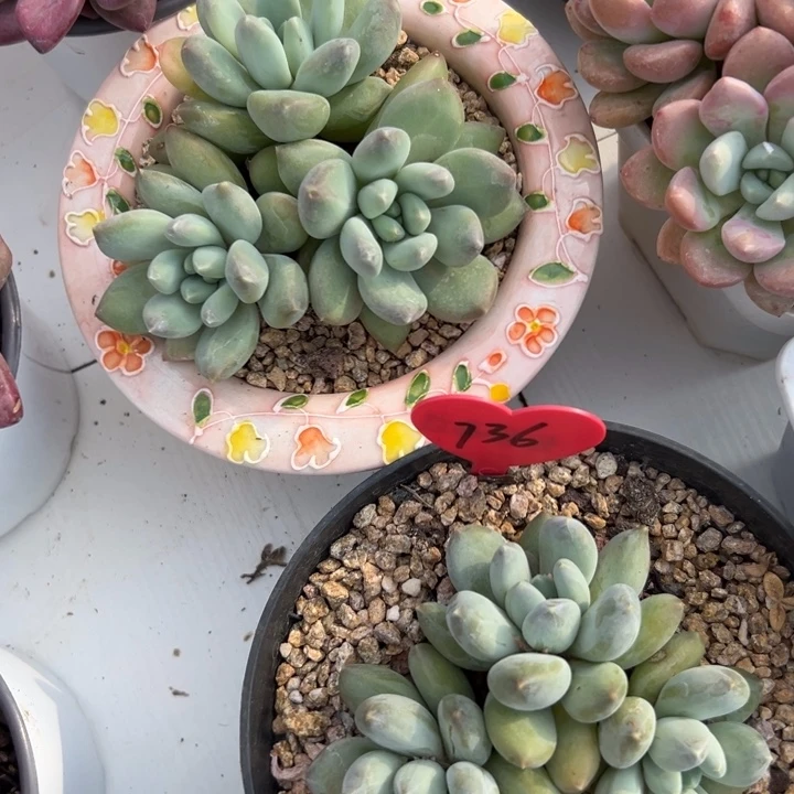 无花朵思*多少人都有这样那样不