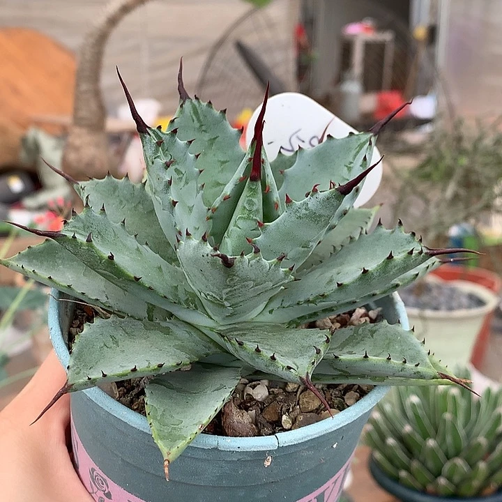 598曲八哈哈哈哈哈哈哈