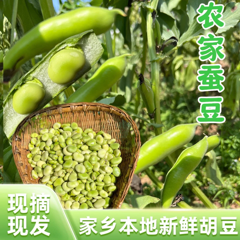 重庆梁平本地新鲜嫩胡豆蚕豆现摘现发当季生鲜农产品应季蔬菜