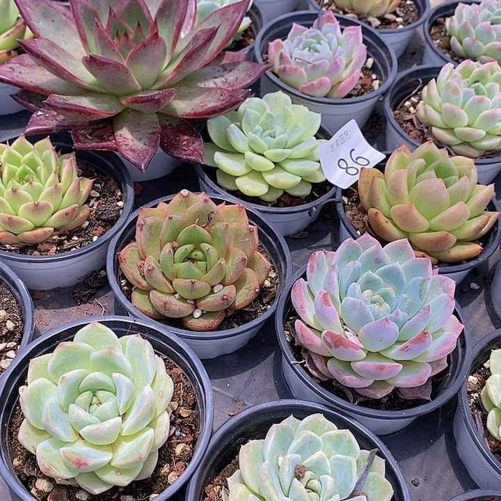 86 多肉植物盆栽花卉植物