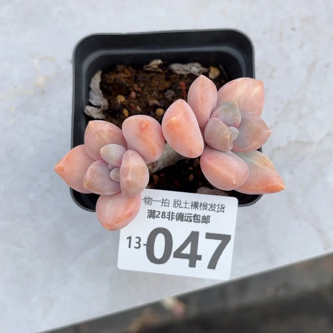 江南美人老桩多肉多肉