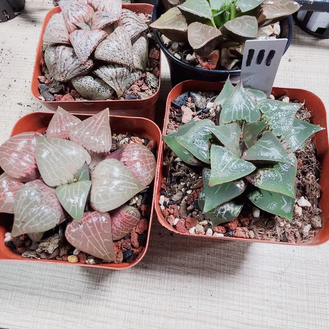 四颗肉肉多肉植物6666