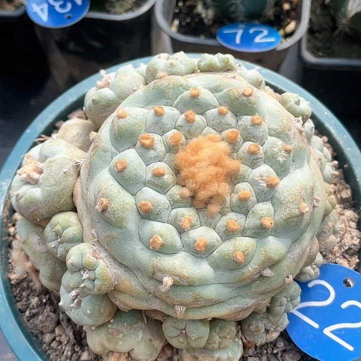 仙人球落地自根群22