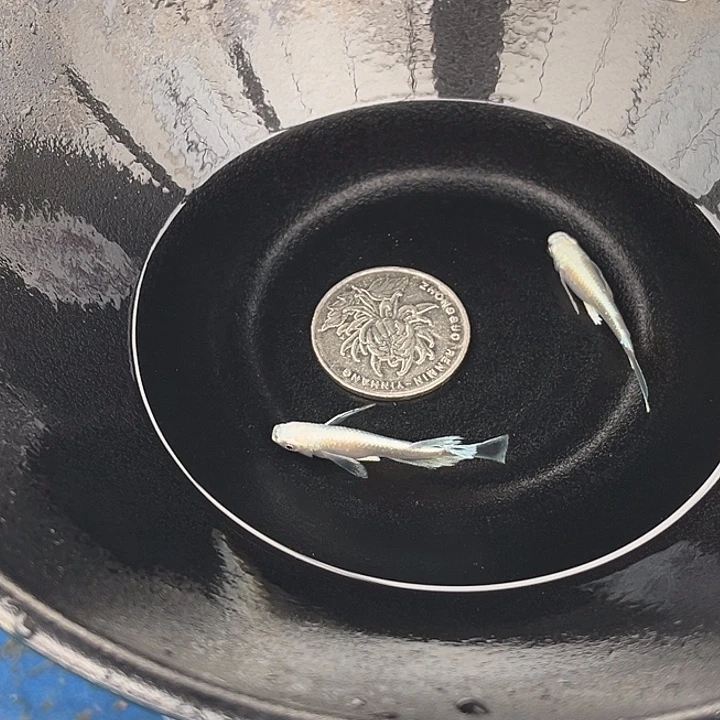 青鳉鱼真长鳍天使之翼2条63号