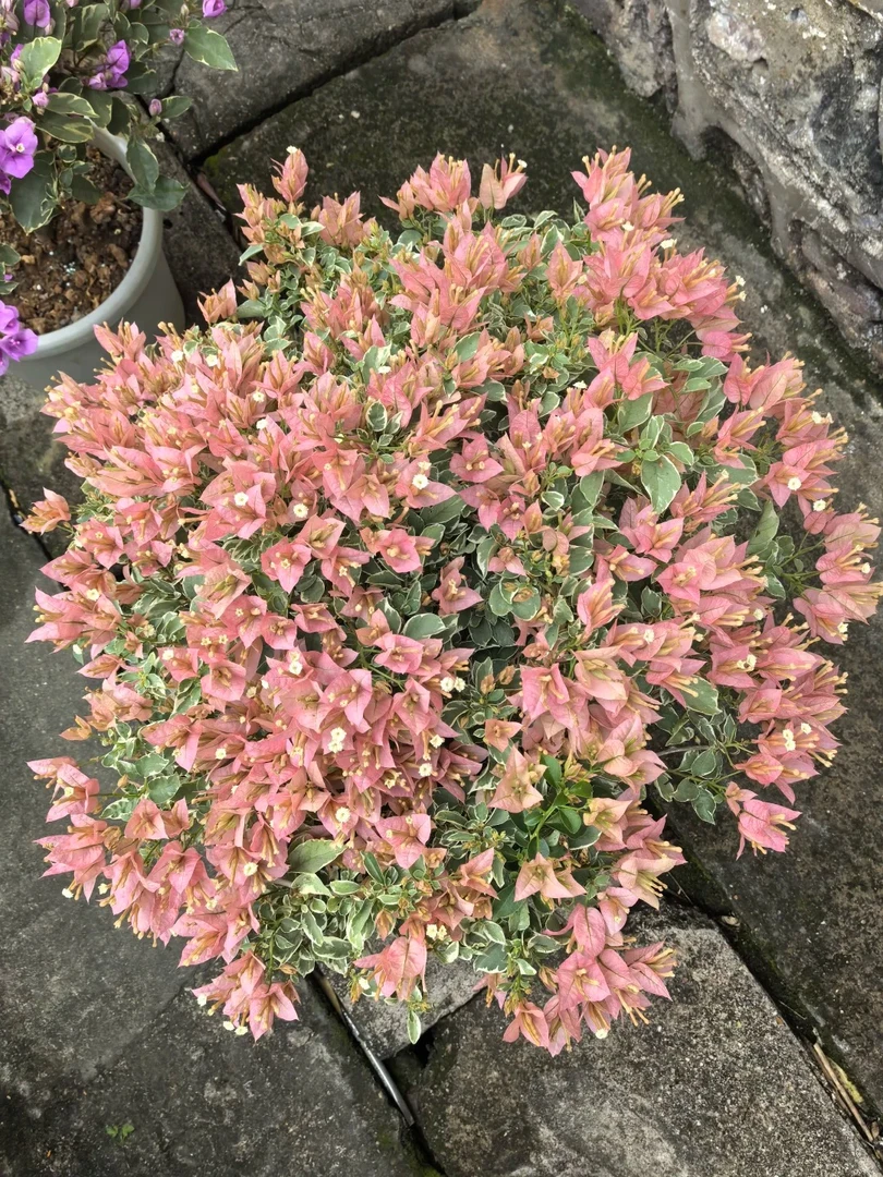 棒棒糖特级苗三角梅土培带根发货可爬藤可垂丝庭院阳台花卉植物