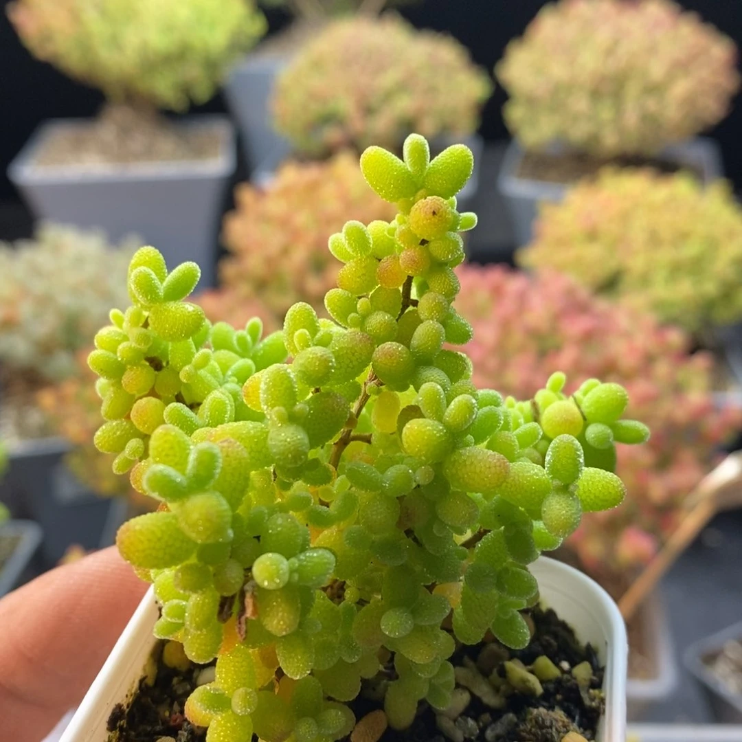 525蜜橘糖球。