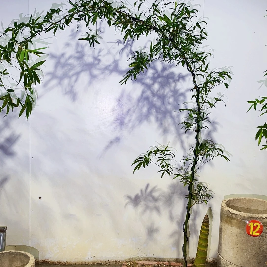 无花朵小叶簕竹熟桩塑料盆包邮