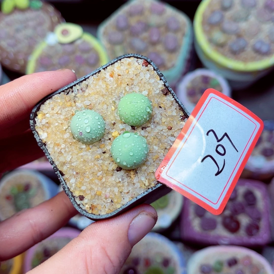 203生石花带盆发1