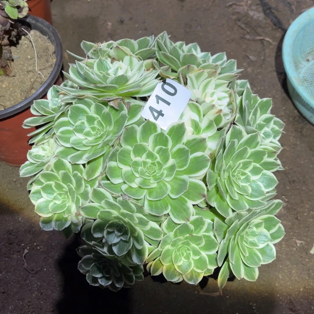 伊丽莎白多肉法师410号