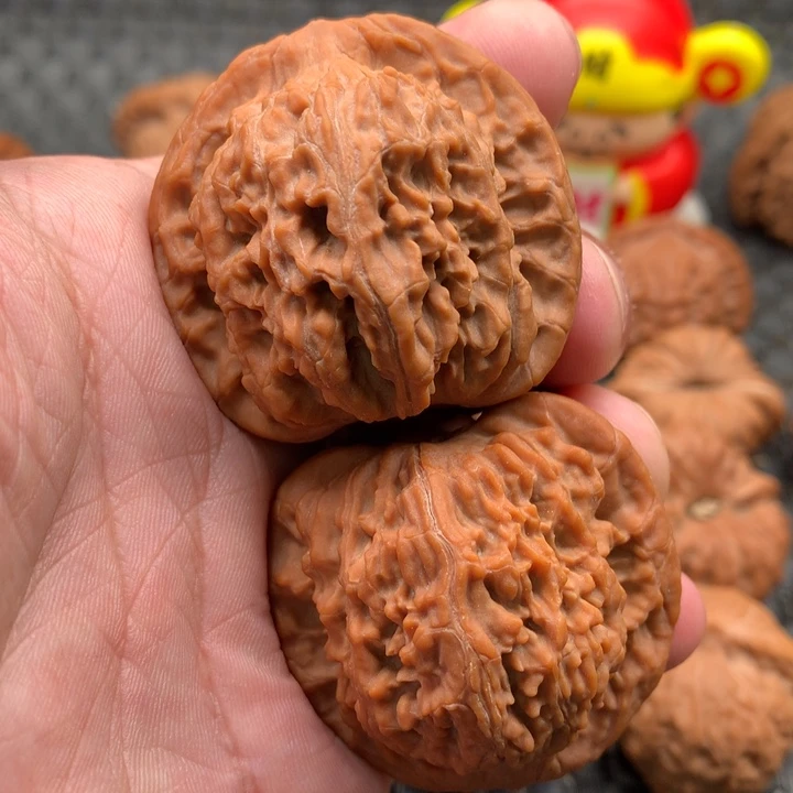 风**记小众品种红狮子狮子头