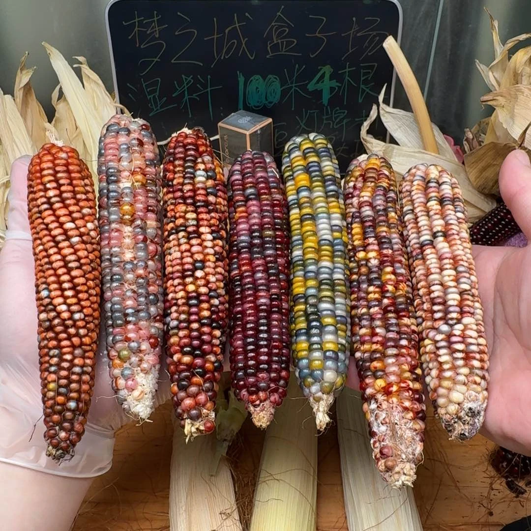 柏香籽/百香籽吊坠一****.