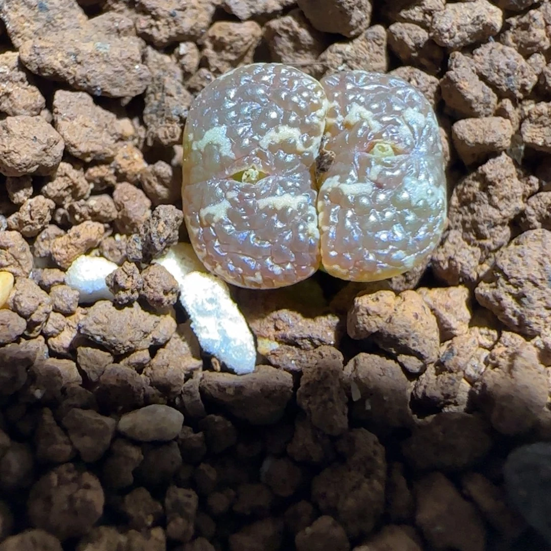 肉锥多肉植物组合-10km泡泡勋814