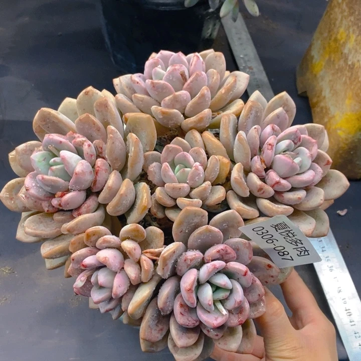 夏悅多肉 0306-87白鹭