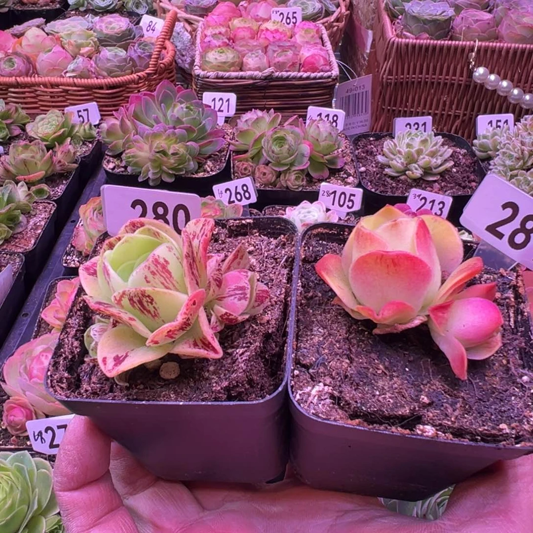 锦**王烈火2080-281山地玫瑰多肉