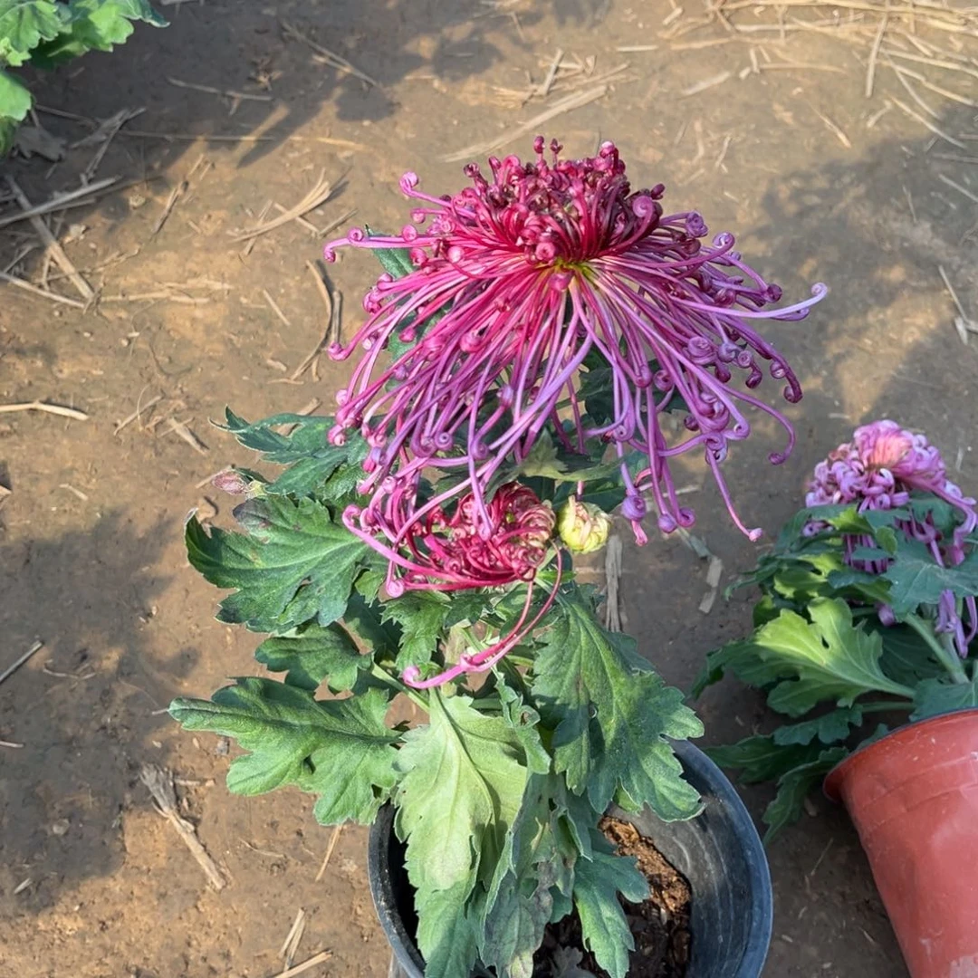 完全开放独头紫色丝菊原盆