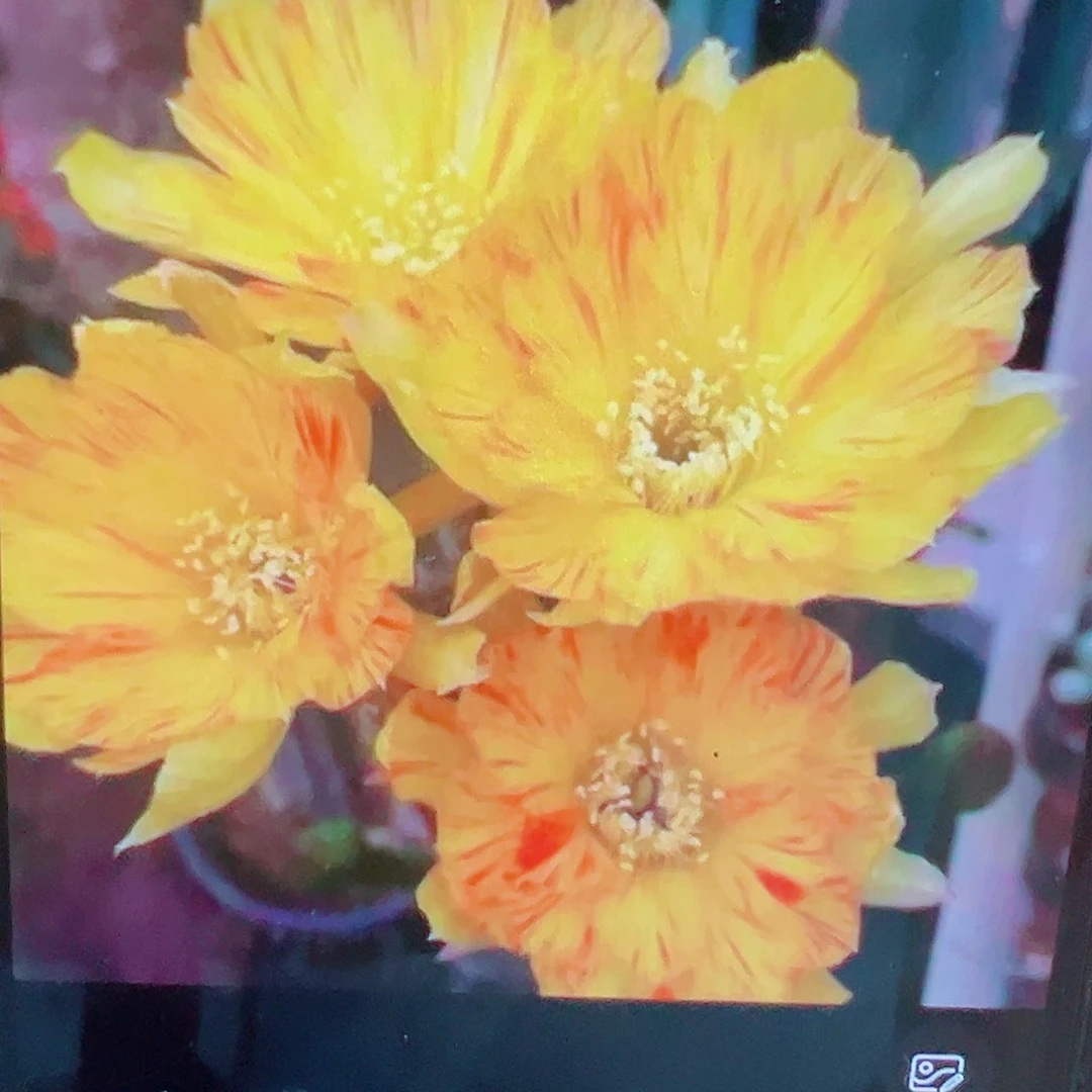 彩草 黄羽 侧芽 满20包邮