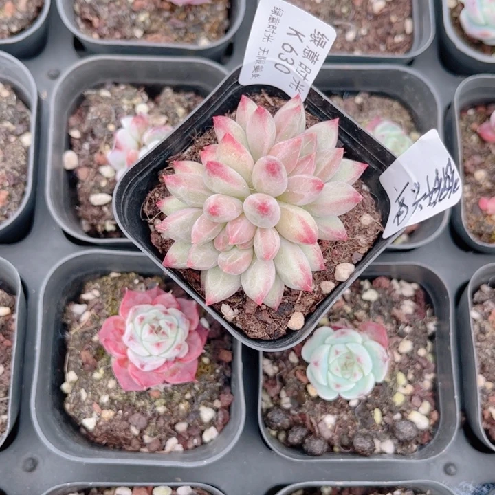 高***姥630 金鱼姬  带陶瓷盆发货 满28包邮