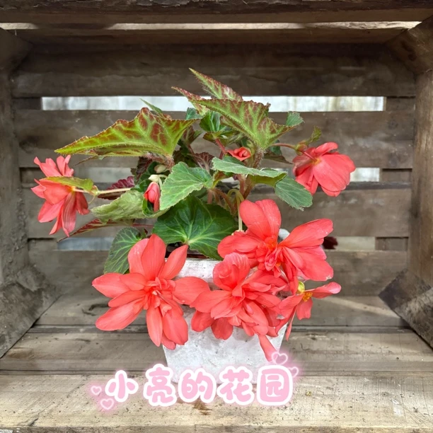 【玛利宝小姐】垂钓景观海棠多年生室内花卉 只包到手不包养护