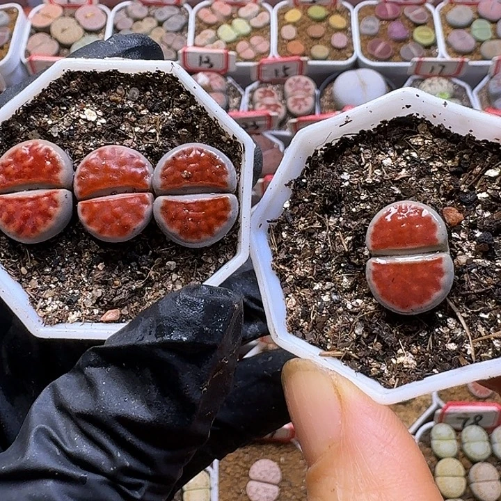 敏***生石花3:：：。  32号