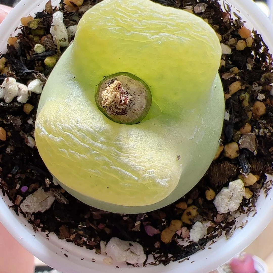 【闪购商品】151 带盆