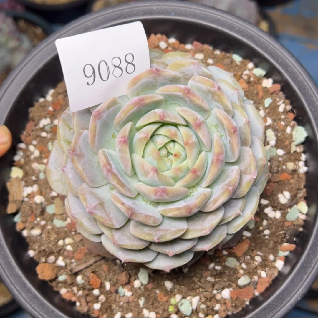 S****g9088多肉多多多多