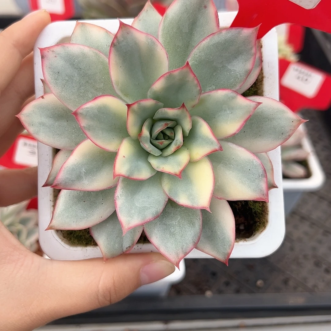 37号月光女神锦多肉植物