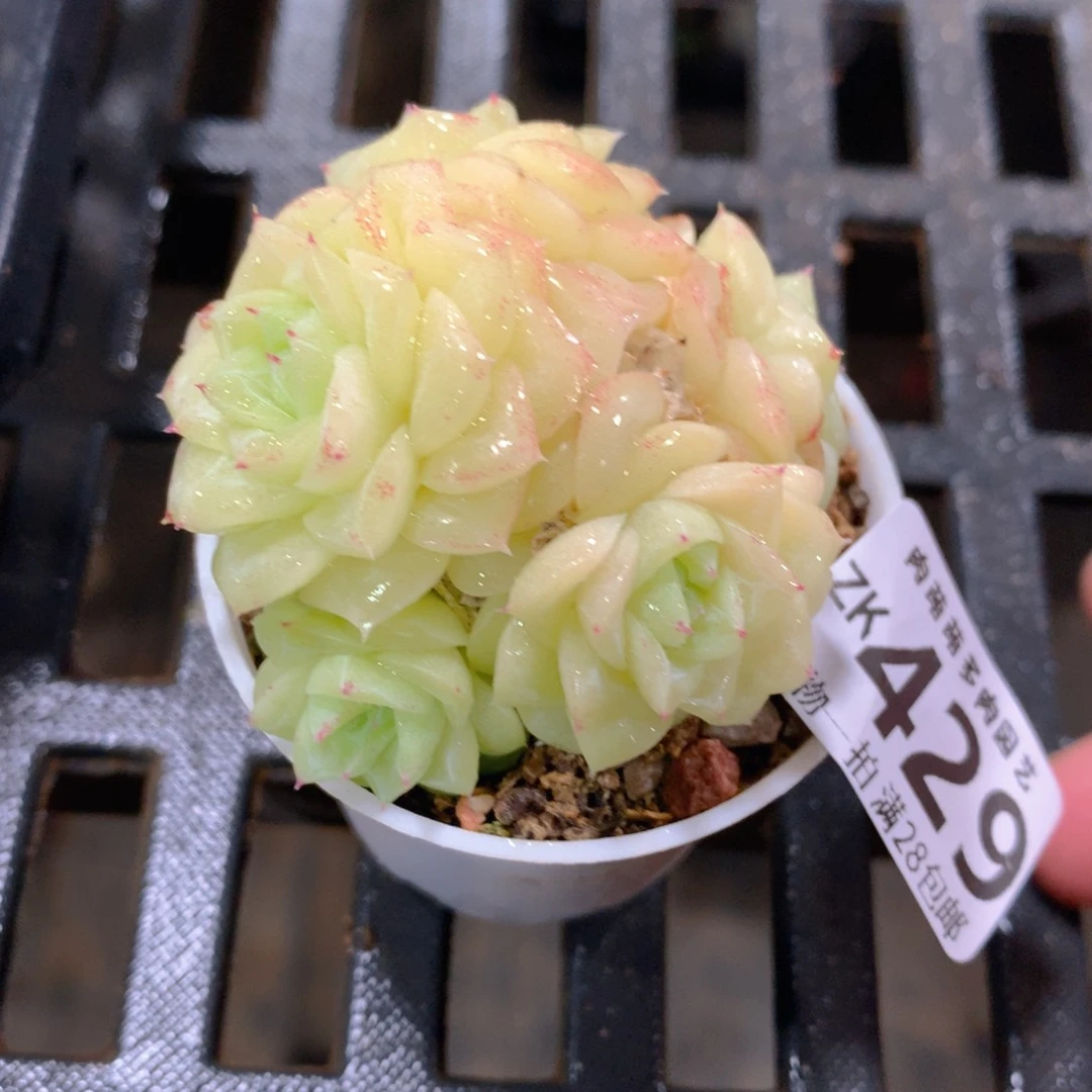 肉萌萌拇指盆精控多肉ZK429