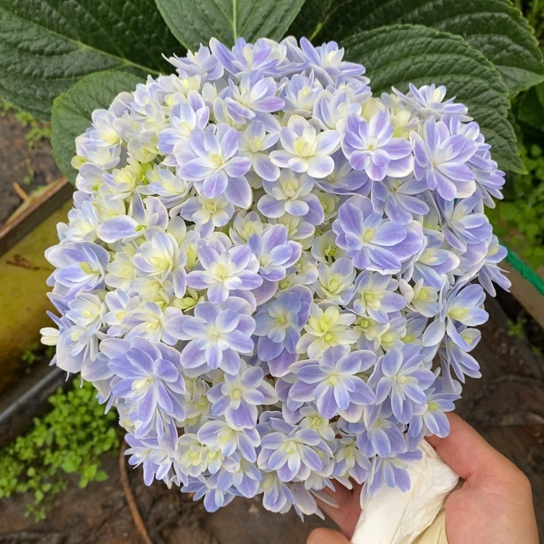 487号绣球/有色差介意勿拍/3单冷链包邮，偏远补运费发德邦空运