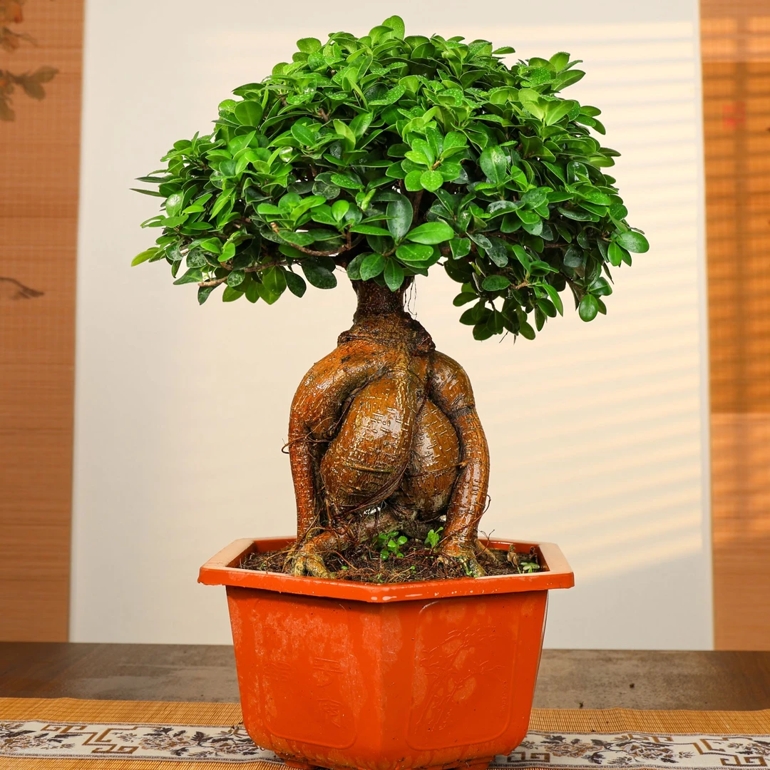 大棵矮霸金钱榕树盆景四季常青室内植物好养造型发货