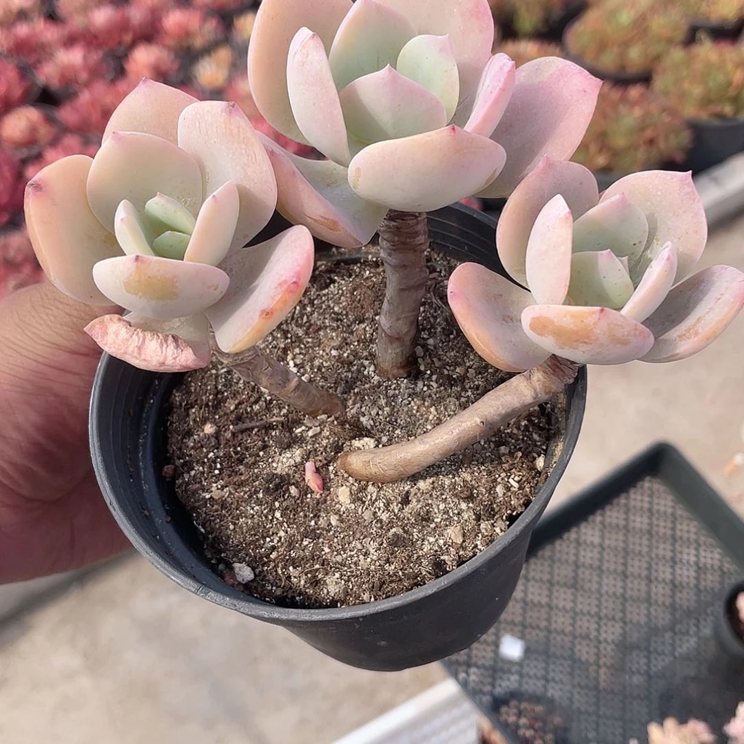 晚**星2510  白凤 六月六
