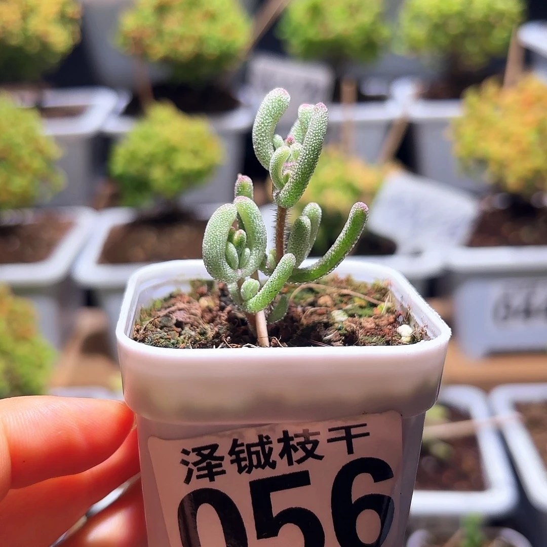 056枝干番杏紫闪光