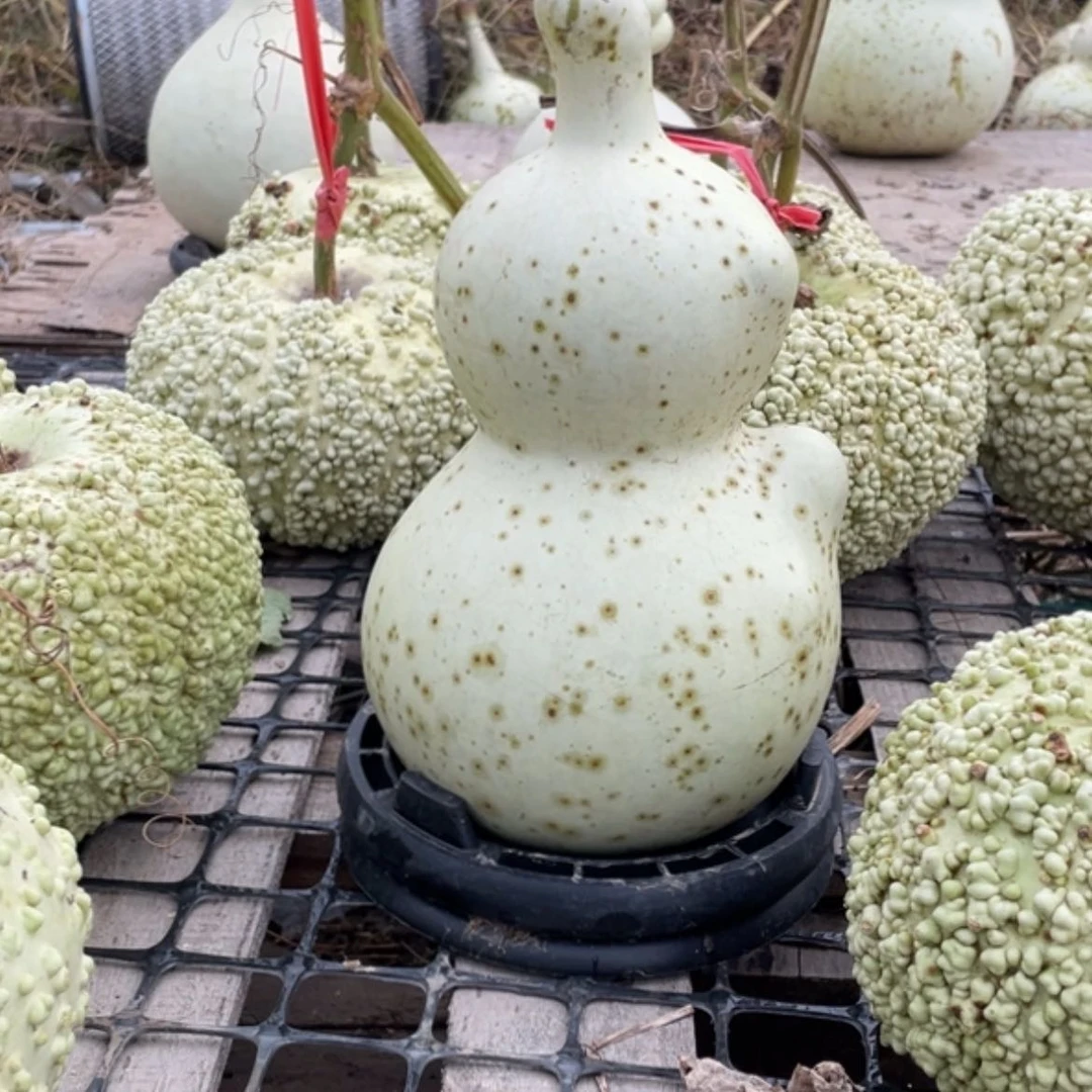 【闪购商品】陶瓷嘻**哈