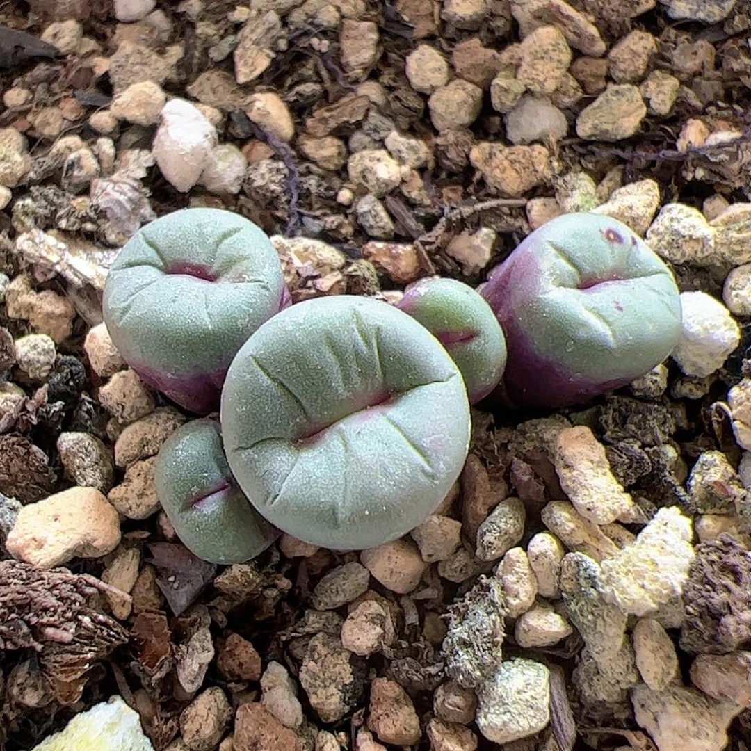 【闪购商品】117 福利1380B