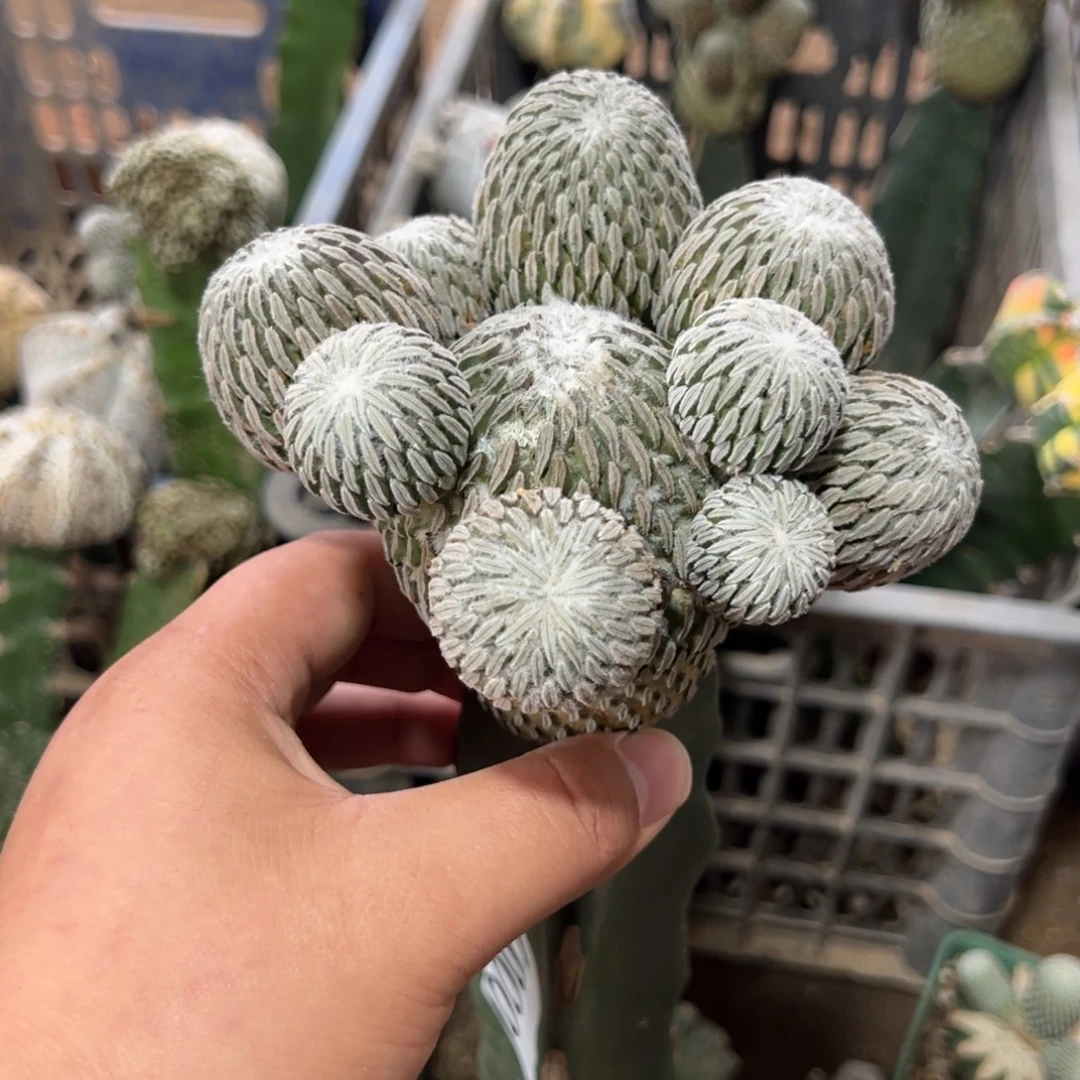 我***家精巧丸子仙人球07号