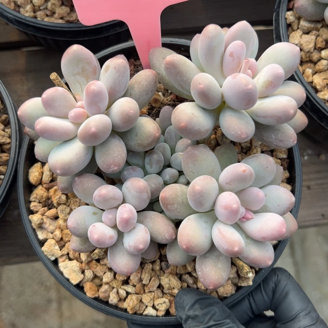 七彩美人1111111111111111