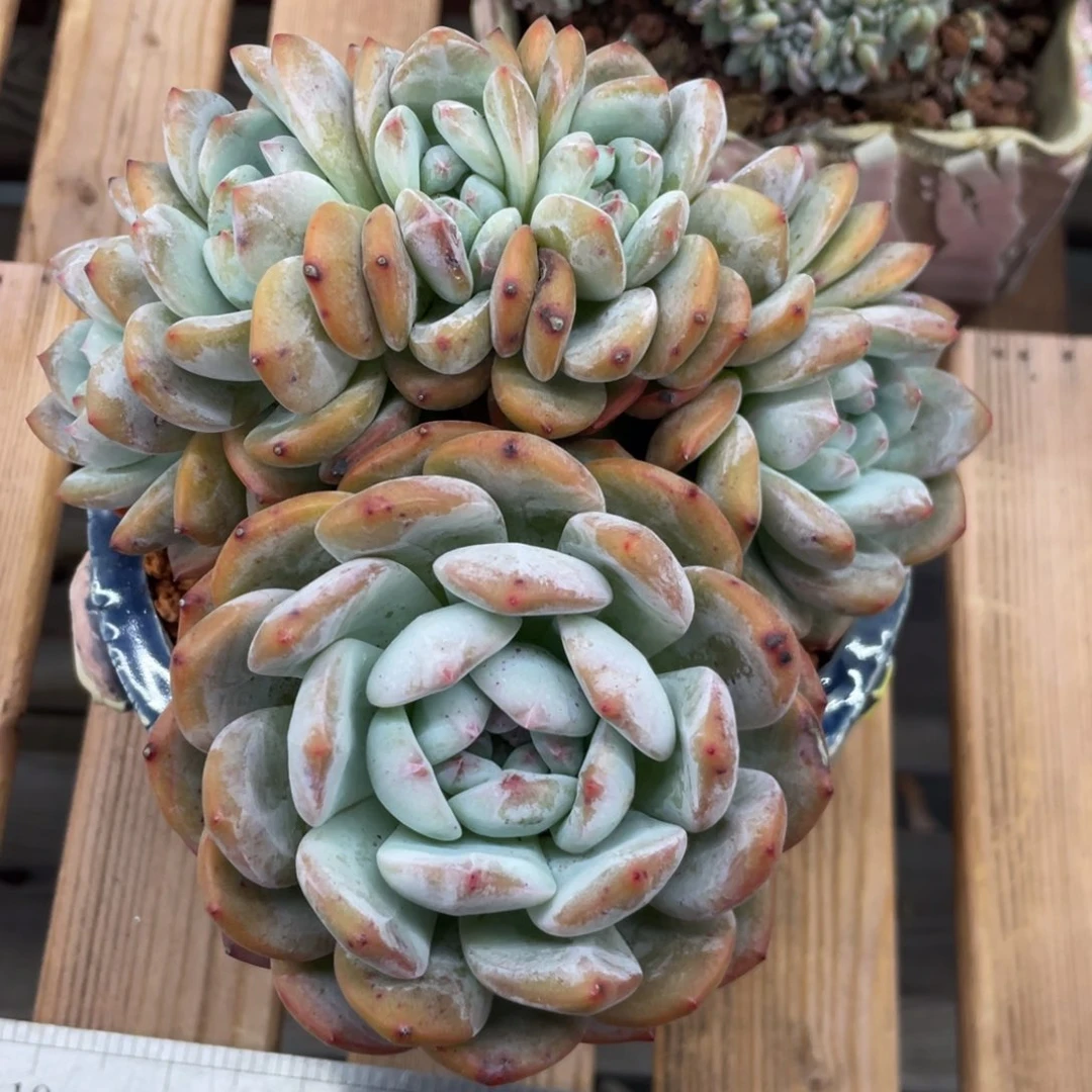 石榴子星影孔雀开屏朵朵缀