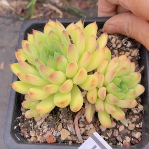 繁***锦星际迷航17141多肉植物
