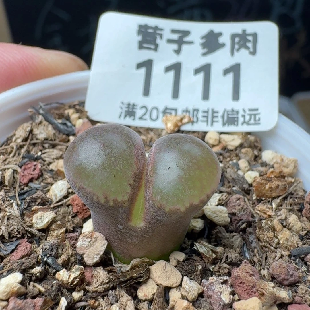 带盆土。