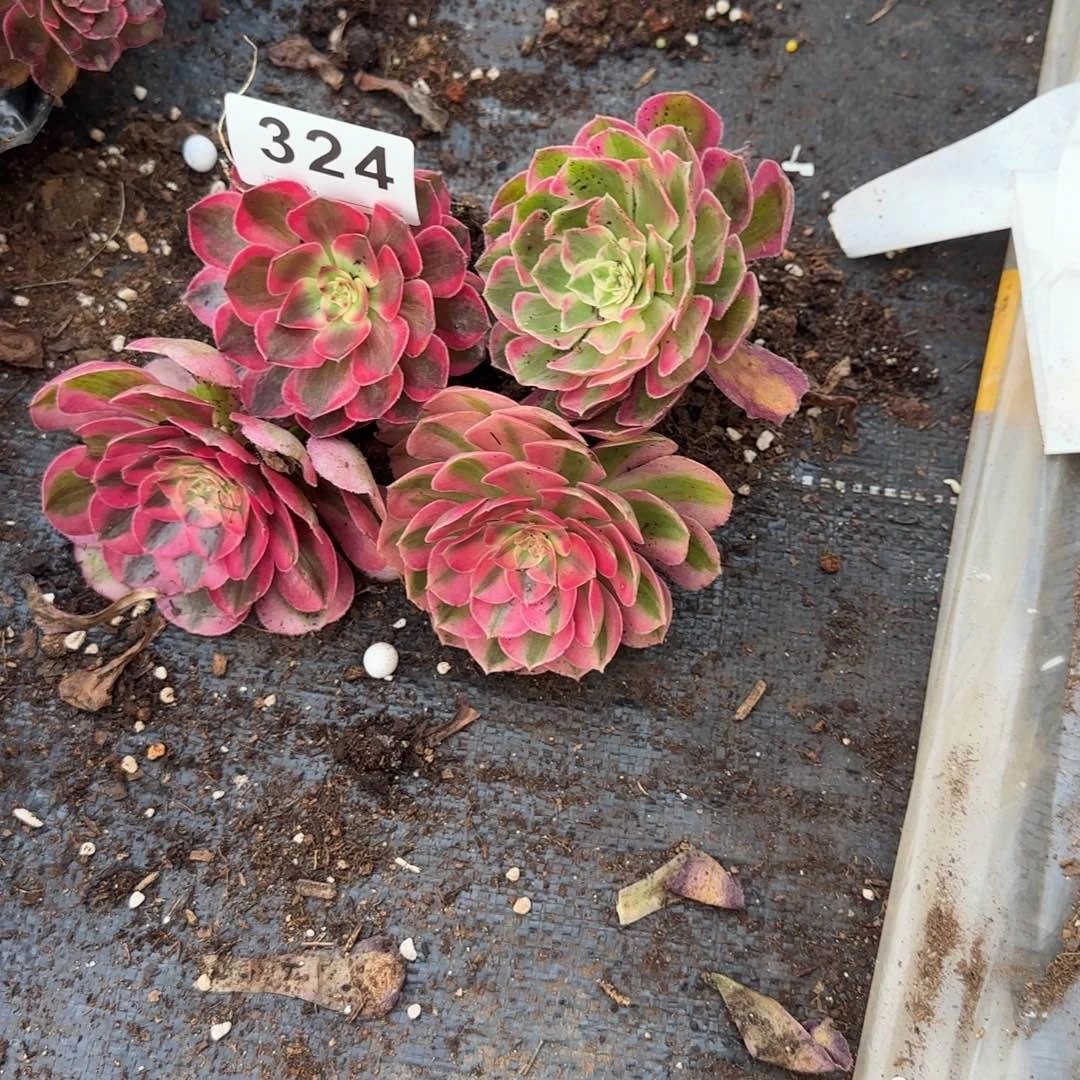 啊***秀4个小苗多肉植物324