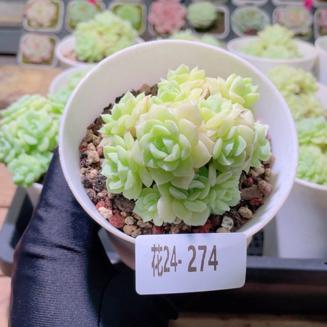 花利美24-274白天鹅