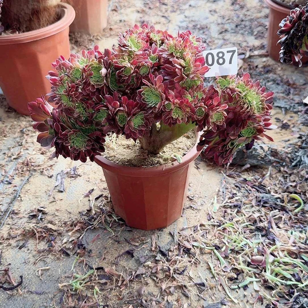 087。嘉年华一颗微瑕满28包邮