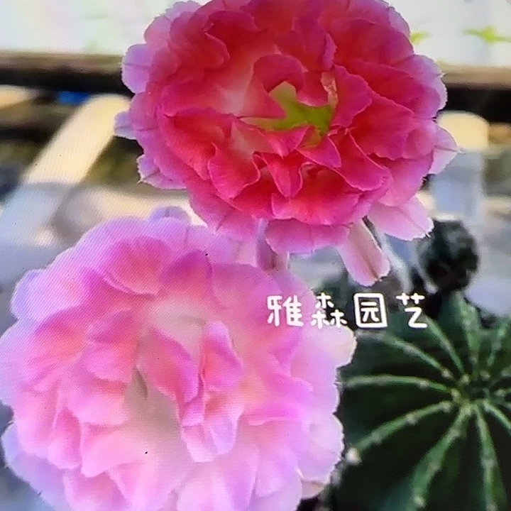 雅森692号自根球6公分左右