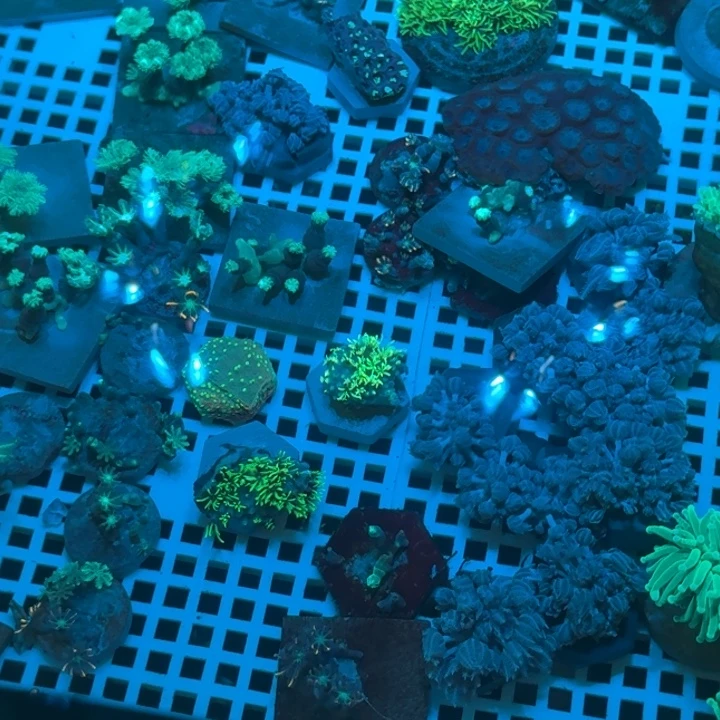 伍***號奶嘴海葵草皮➕太阳花➕茉莉的➕千手